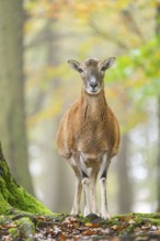 European mouflon (Ovis aries musimon) sheep (female) standing in a forest in autumn, Bavaria,