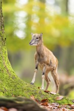 European mouflon (Ovis aries musimon) sheep (female) walking in a forest in autumn, Bavaria,
