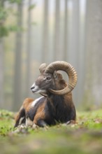 European mouflon (Ovis aries musimon) ram (male) lying in a forest in autumn, Bavaria, Germany