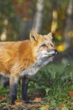 Red fox (Vulpes vulpes) standing in a forest in autumn, portrait, Bavaria, Germany