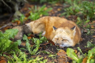 Red fox (Vulpes vulpes) lying in a forest in autumn, Bavaria, Germany