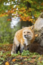 Red fox (Vulpes vulpes) standing in a forest in autumn, Bavaria, Germany