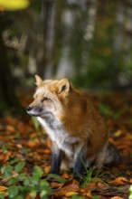 Red fox (Vulpes vulpes) sitting in a forest in autumn, Bavaria, Germany