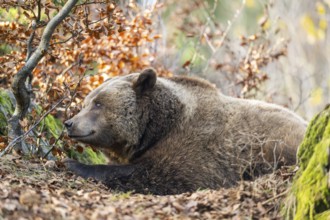 Eurasian Brown Bear (Ursus arctos arctos) lying in a forest, Bavaria, Germany