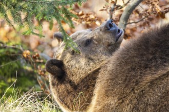 Eurasian Brown Bear (Ursus arctos arctos) lying in a forest, portrait, Bavaria, Germany
