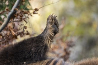 Eurasian Brown Bear (Ursus arctos arctos) paw, detail, Bavaria, Germany