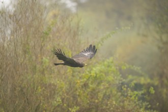 Steppe eagle (Aquila nipalensis) flying on a foggy day in autumn, Bavaria, Germany