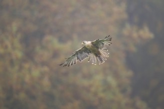 Saker falcon (Falco cherrug) flying, autumn, Bavaria, Germany