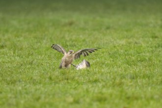 Peregrine falcon (Falco peregrinus) hunting, autumn, Bavaria, Germany