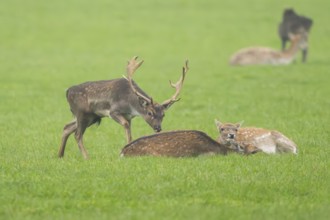 European fallow deer (dama dama) buck with his pack during the rutting season on a meadow in