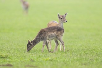 European fallow deer (dama dama) doe on a meadow in autumn, Bavaria, Germany