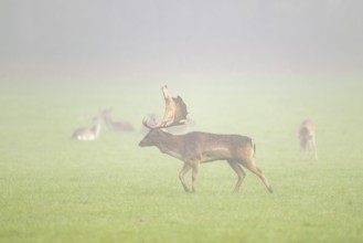 European fallow deer (dama dama) buck with its pack during the mating season on a meadow on a foggy