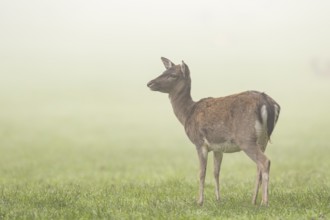 European fallow deer (dama dama) doe standing on a meadow on a foggy day in autumn, Bavaria,