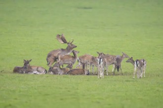 European fallow deer (dama dama) buck at the mating with his pack during the rutting season on a