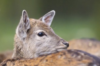 European fallow deer (dama dama) doe standing in a forest in autumn, Bavaria, Germany
