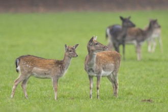 European fallow deer (dama dama) doe on a meadow in autumn, Bavaria, Germany