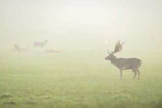 European fallow deer (dama dama) buck with its pack during the mating season on a meadow on a foggy