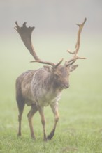 European fallow deer (dama dama) buck on a meadow on a foggy day in autumn, Bavaria, Germany