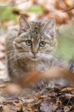 European wildcat (Felis silvestris silvestris) in a forest in autumn, portrait, Bavaria, Germany