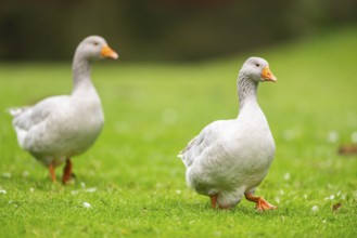 Greylag goose (Anser anser) walking on a meadow, Bavaria, Germany