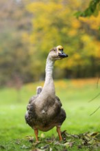 Domestic goose / swan goose (Anser cygnoides) standing on a meadow, Bavaria, Germany