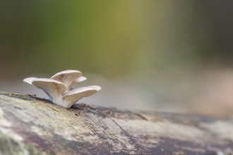 Oyster mushroom (Pleurotus ostreatus) growing an a European beech (Fagus sylvatica) tree trunk in a