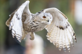 Siberian eagle-owl (Bubo bubo sibiricus) flying, autumn, Bavaria, Germany