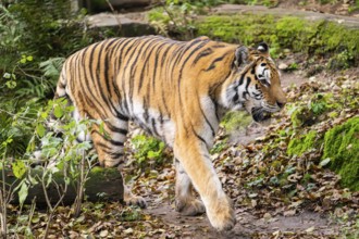 Siberian tiger or Amur tiger (Panthera tigris altaica) walking on the ground in autumn, captive,