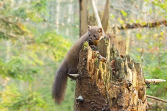 European pine marten (Martes martes) in a forest in autumn, Bavaria, Germany