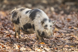Vietnamese Pot-bellied pig in autumn, Bavaria, Germany