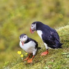 Two puffins (Fratercula arctica) on a grassy bird cliff, Cape Dyrhólaey in summer, Dyrholaey, Vík í