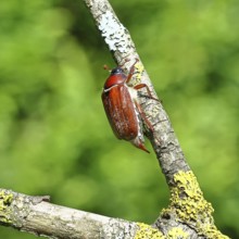 May beetle, wood cockchafer (Melolontha hippocastani), female, on a branch covered with lichen,