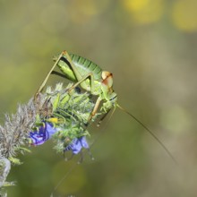 Steppe saddle grasshopper, steppe saddle grasshopper (Ephippiger ephippiger), male, on Viper's