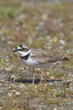 Little Ringed Plover (Charadrius dubius) adult bird standing on a gravel bank at the lakeshore,