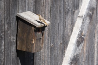 A redstart (Phoenicurus phoenicurus) female sits on a birdhouse and has insects in her beak, animal