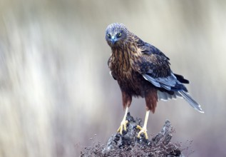 Young male marsh harrier (Circus aeruginosus) on a dead tree stump, Castilla-LaMancha, Spain