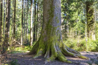 Tree trunk of one of the mighty 300-year-old Schöllkopf firs, stand of large silver firs (Abies