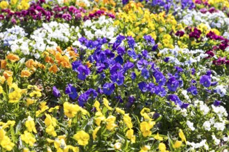 Colourfully planted bed with pansies (viola) in Baiersbronn, Baden-Württemberg, Germany