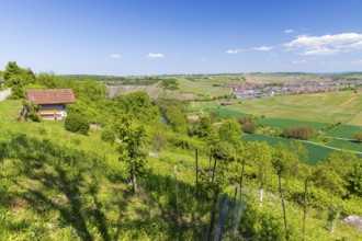 View of Hessigheim with a view over the Neckar loop and vineyards, Besigheim, Baden-Württemberg,
