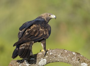 Golden eagle (Aquila chrysaetos) on a thick branch, Andalusia, Spain