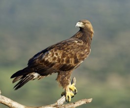 Golden eagle (Aquila chrysaetos) on a branch, Andalusia, Spain