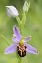 Orchid of the year 1995... Bee orchid (Ophrys apifera), close-up of inflorescence, conspicuous wild