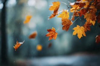 Colorful autumn leaves hanging in the air and falling to the ground. Red and orange autumn foliage,