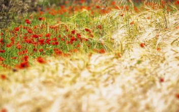 Red poppies in the cereal field, France