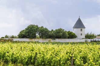 Fields ang Grape plantations, Saint-Clement-des-Baleines, Atlantic, France