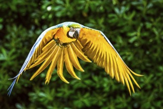 Blue-and-yellow macaw, Ara ararauna, bird in flight