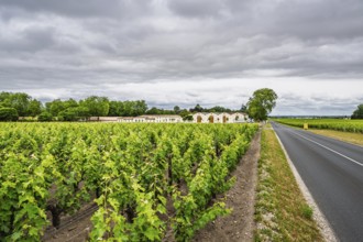 Vineyard of Chateau d'Armailhac Vineyard and grape fields around Pauillac and Gironde Estuary,