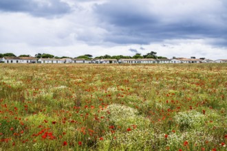 Flower wild meadow from a drone