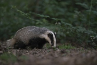 With its nose to the ground... European badger (Meles meles) foraging along a hedge in the twilight
