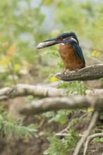 In the habitat... Kingfisher (Alcedo atthis), adult bird sitting with fish in its beak in natural
